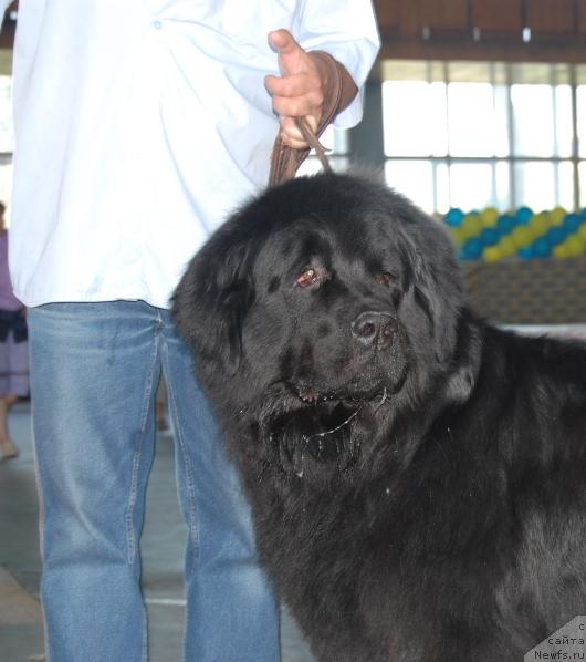 Фото: ньюфаундленд Денвер Дан