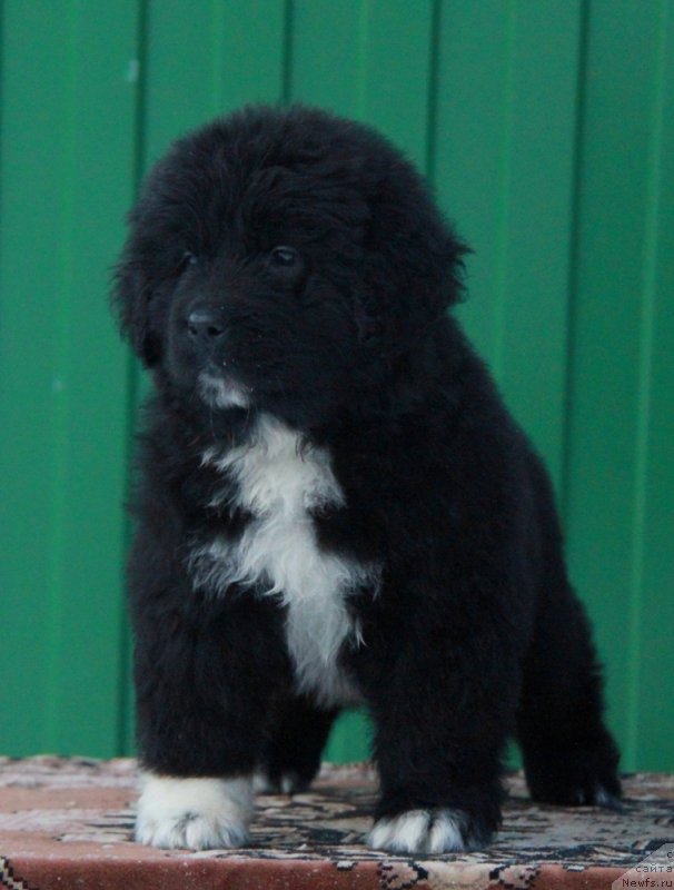 Фото: Аквиан Сонг Ф ( зеленая лента) сука.