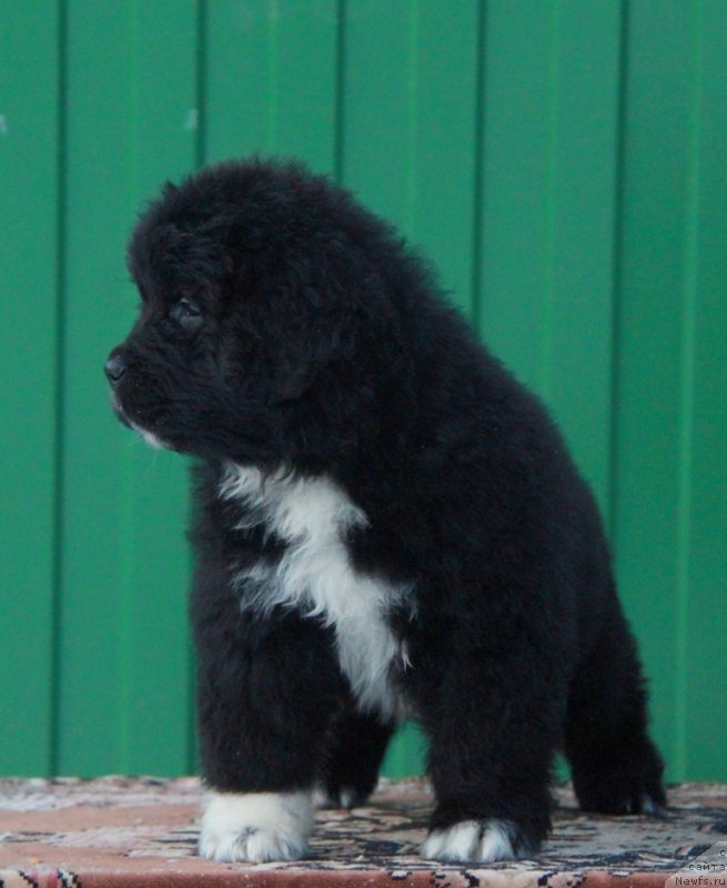 Фото: Аквиан Сонг Ф ( зеленая лента) сука.