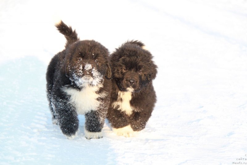 Фото: Аквиан Сонг Ф ( зеленая лента) и Фике 9 красная) суки.