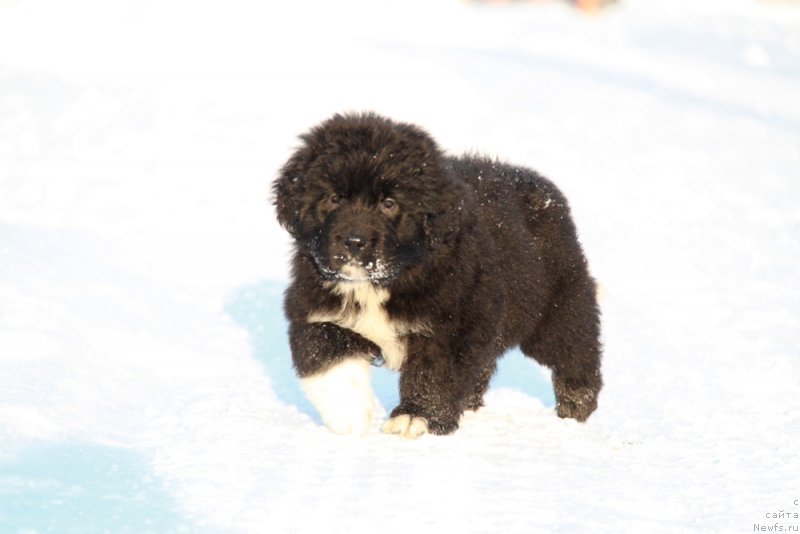Фото: Аквиан Сонг Ф ( зеленая лента) сука.