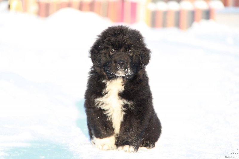 Фото: Аквиан Сонг Ф ( зеленая лента) сука.