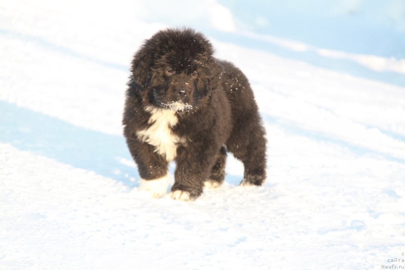 Фото: Аквиан Сонг Ф ( зеленая лента) сука.