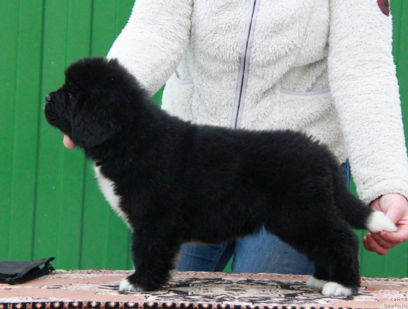 Фото: Аквиан Сонг Ф ( желтая лента) сука.