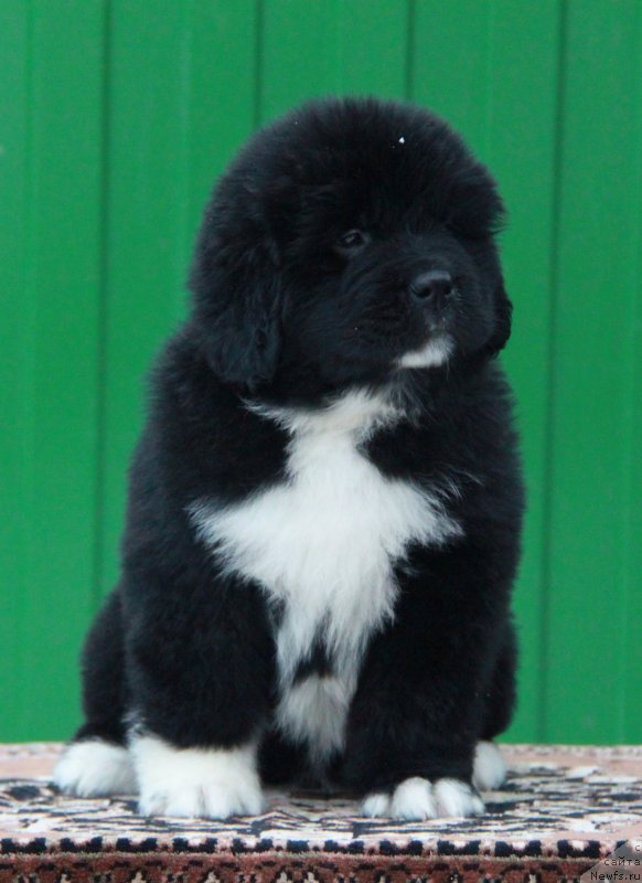 Фото: Аквиан Сонг Ф ( зеленая лента) сука.