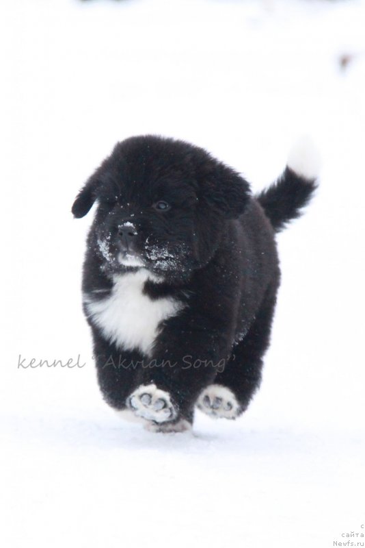 Фото: Аквиан Сонг Ф (желтая лента) сука.