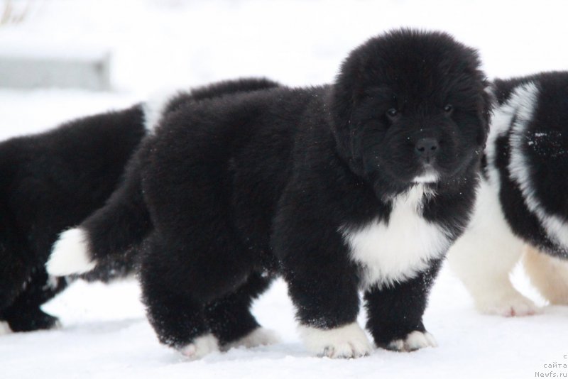 Фото: Аквиан Сонг Ф (желтая лента) сука.