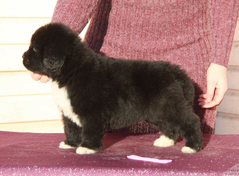 Фото: Аквиан Сонг Ф (розовая лента) сука.