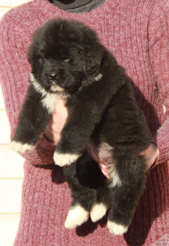 Фото: Аквиан Сонг Ф (розовая лента) сука.