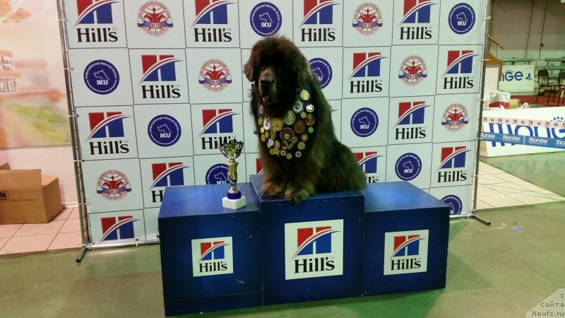 Фото: ньюфаундленд Дюрбахлер Клаб Альфаретта Виньетта