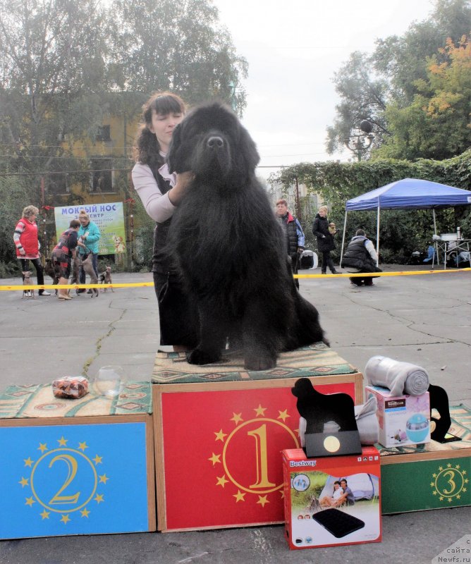Фото: ньюфаундленд Супер Премиум Уильям Шекспир (Super Premium William Shakspear)