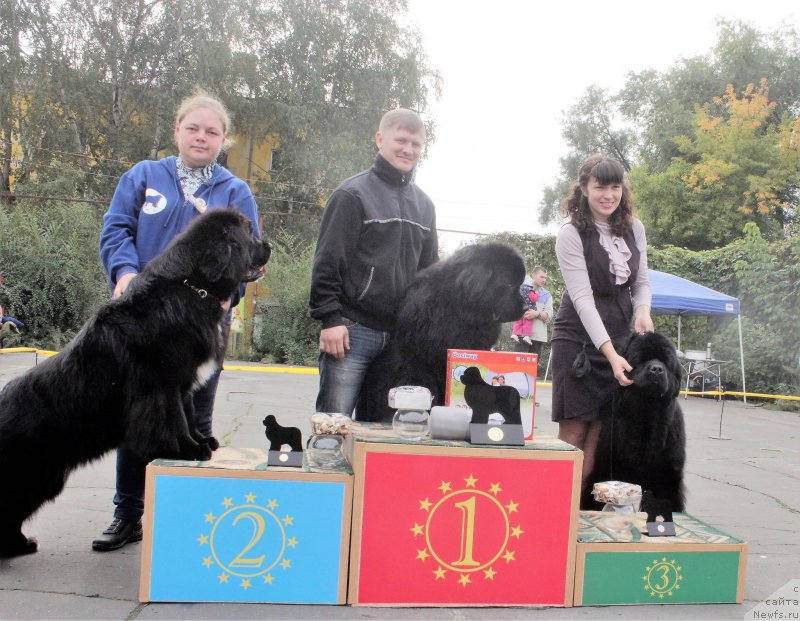 Фото: ньюфаундленд Душечка с Берега Дона (Dushechka s Berega Dona), ньюфаундленд Их Высочество Виола Жанмоника (Ih Visochestvo Viola Zhanmonika), ньюфаундленд Малиновый Цветок Майолика (Malinoviy Tsvetok Mayolika)