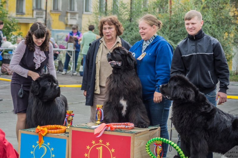 Фото: ньюфаундленд Марфа для Тихого Омута из Племени Кедра (Marfa Dlja Tihogo Omuta iz Plemeni Kedra), ньюфаундленд Супер Премиум Уильям Шекспир (Super Premium William Shakspear), ньюфаундленд Их Высочество Виола Жанмоника (Ih Visochestvo Viola Zhanmonika)