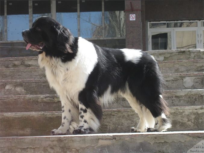 Фото: ньюфаундленд Гилмор фром Рашн Беар