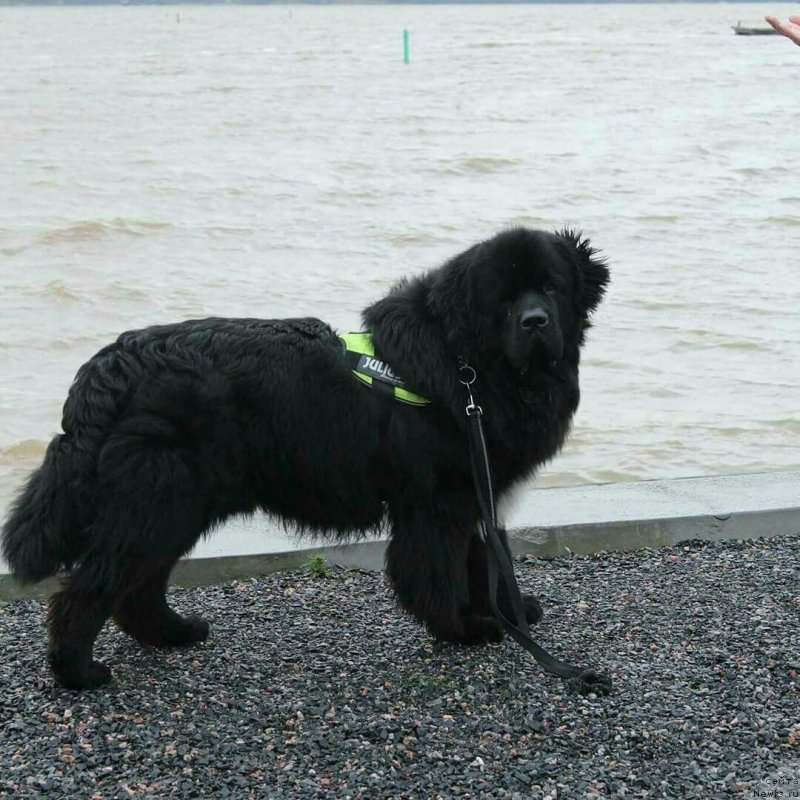Фото: ньюфаундленд Терра Виктория Блю Дрим