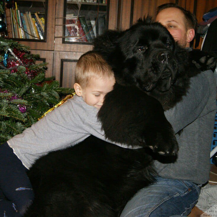Фото: ньюфаундленд Терра Виктория Блюз Полнолунья