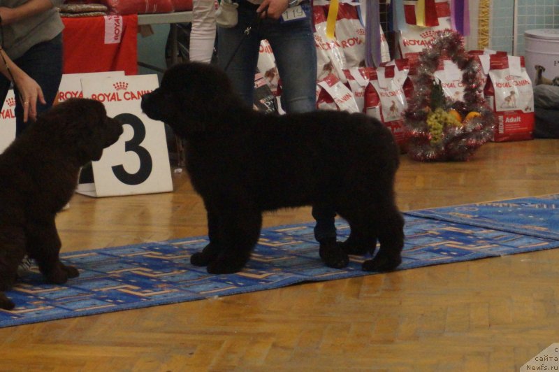 Фотография № 232466