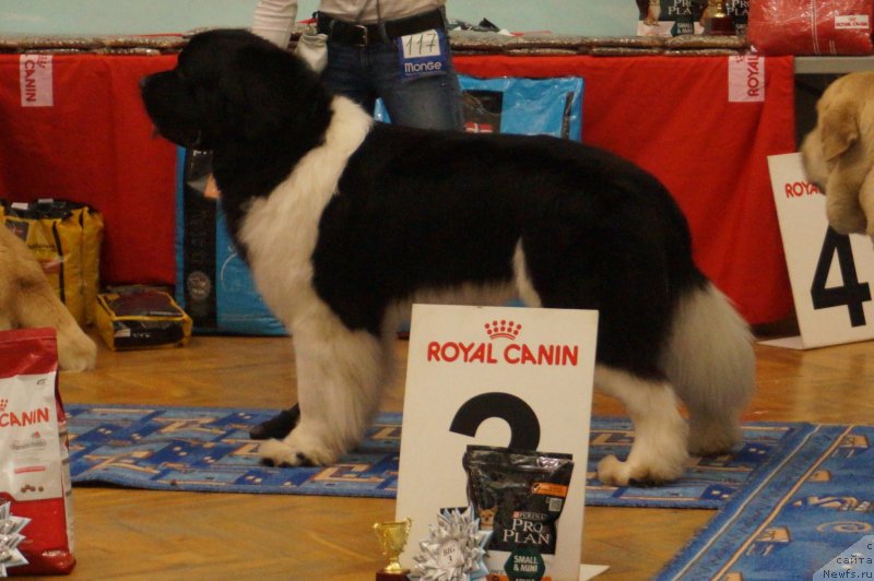 Фотография № 232467