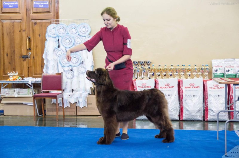 Фото: ньюфаундленд Браунблад МСК Дрими Эйн (Brownblood MSK Drimi Ein)