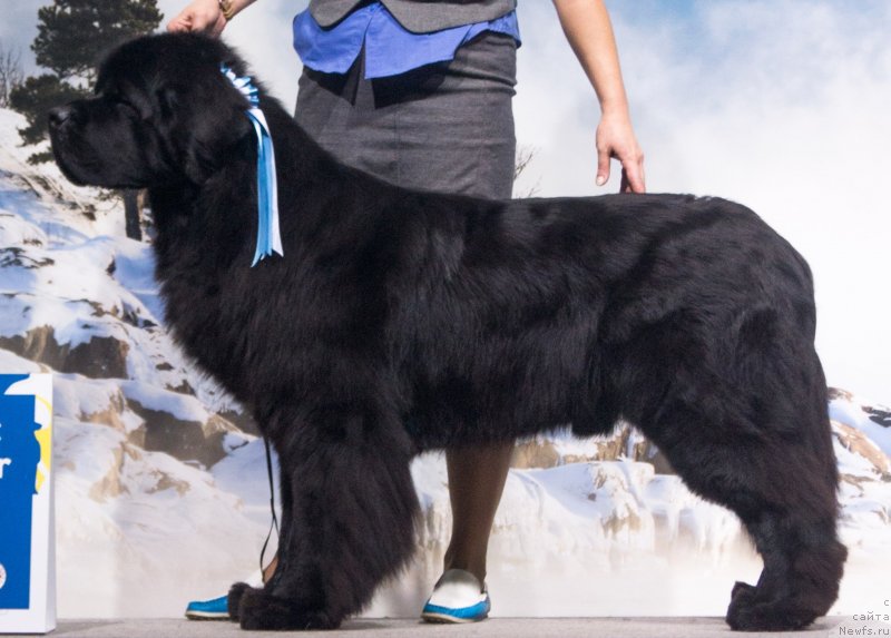 Фото: Елена Снигерева, ньюфаундленд Бегущая по Волнам Вицерой (Beguschaya po Volnam Viceroy)