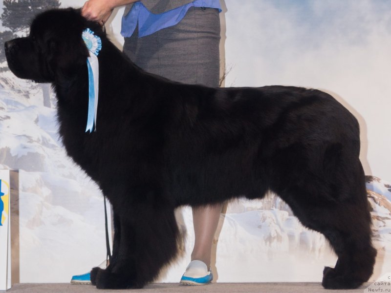 Фото: ньюфаундленд Бегущая по Волнам Вицерой (Beguschaya po Volnam Viceroy)