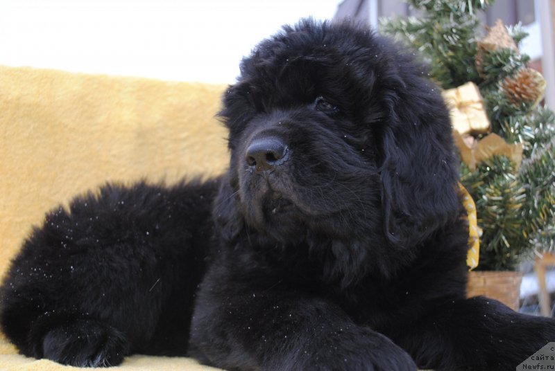 Фото: ньюфаундленд Черный Балу Морисабель
