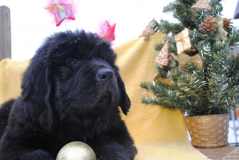 Фото: ньюфаундленд Черный Балу Морисабель