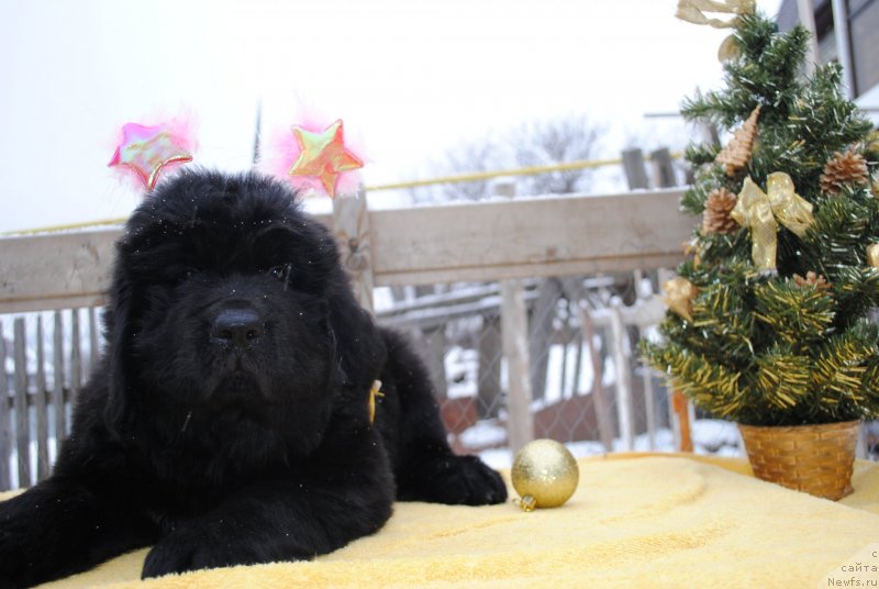 Фото: ньюфаундленд Черный Балу Морисабель