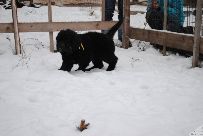 Фото: ньюфаундленд Черный Балу Морисабель