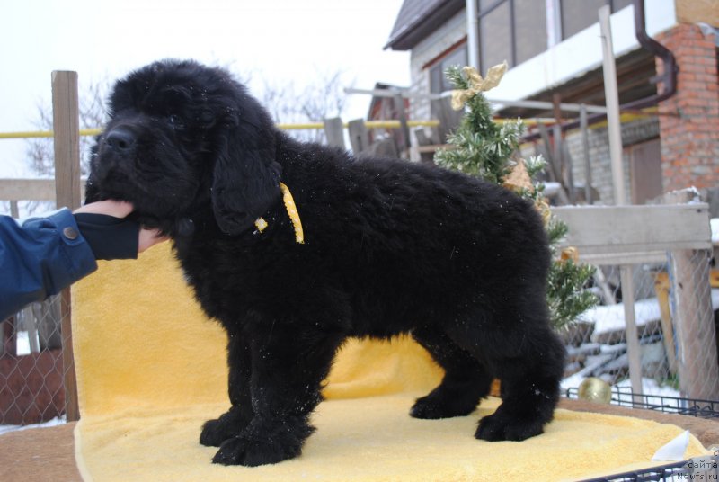 Фото: ньюфаундленд Черный Балу Морисабель