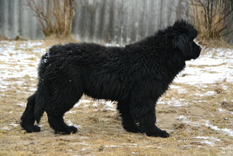 Фото: ньюфаундленд Талисман Моря Изумрудная Волна
