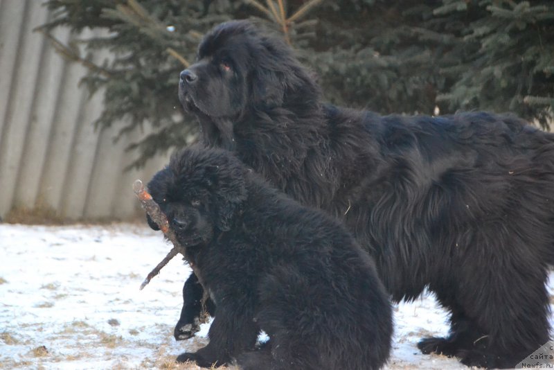 Фото: ньюфаундленд Талисман Моря Изумрудная Волна, ньюфаундленд I'm Little Princess Midnight Bear