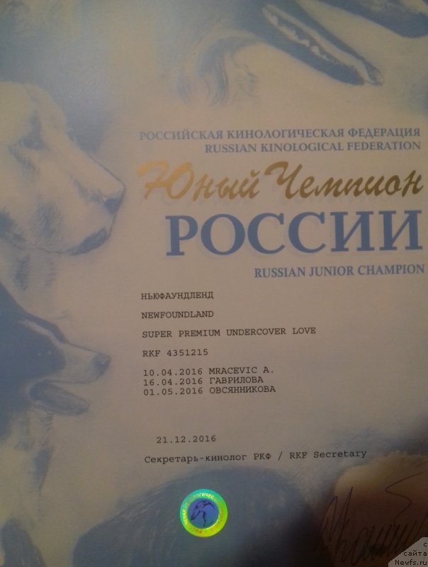 Фото: ньюфаундленд Супер Премиум Ундерковер Лове (Super Premium Undercover Love)