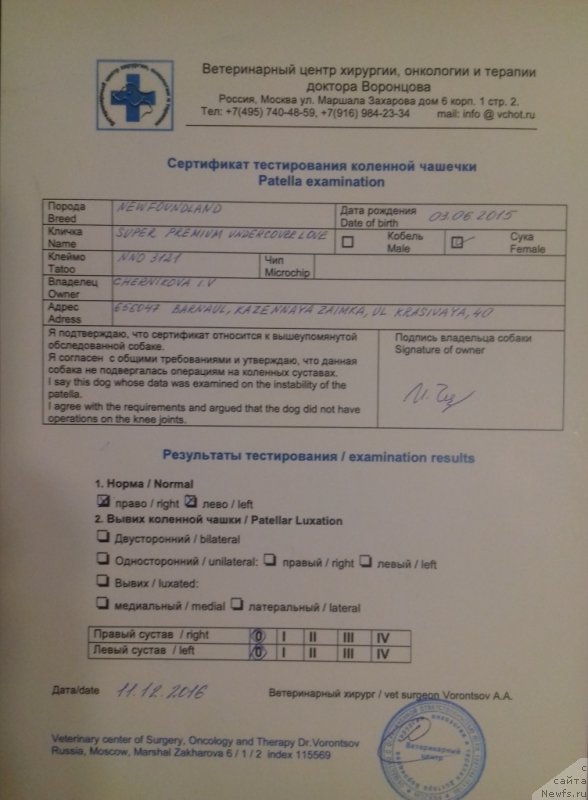 Фото: ньюфаундленд Супер Премиум Ундерковер Лове (Super Premium Undercover Love)