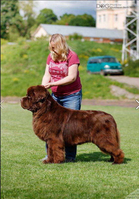 Фото: ньюфаундленд Newfashion The Crowd Goes Wild