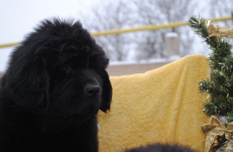 Фото: ньюфаундленд Черный Балу Мария Магдалена