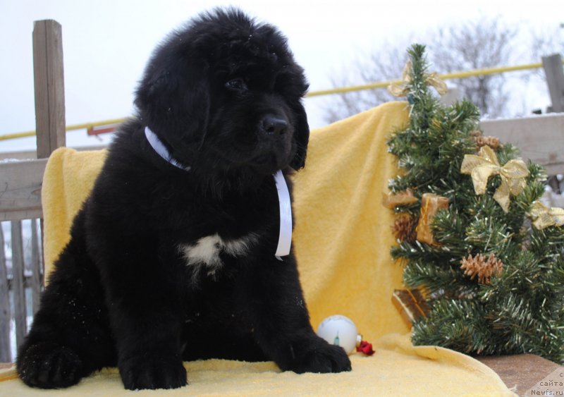 Фото: ньюфаундленд Черный Балу Мария Магдалена