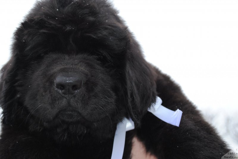 Фото: ньюфаундленд Черный Балу Мария Магдалена