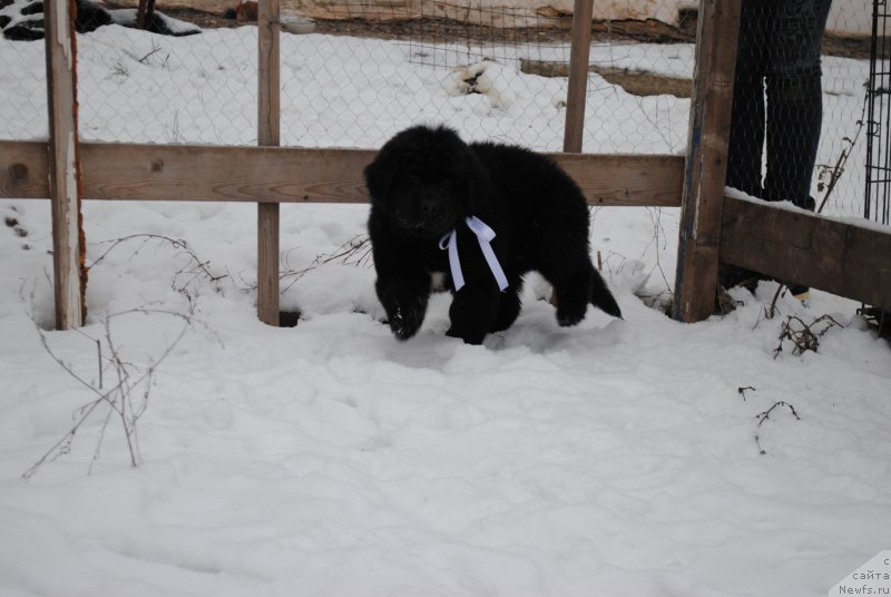 Фото: ньюфаундленд Черный Балу Мария Магдалена