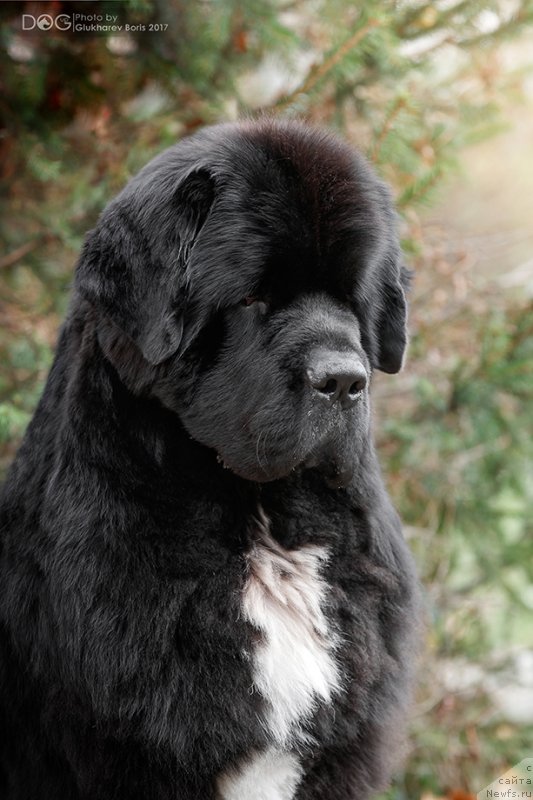 Фото: ньюфаундленд Corporevaill Dom Perignon