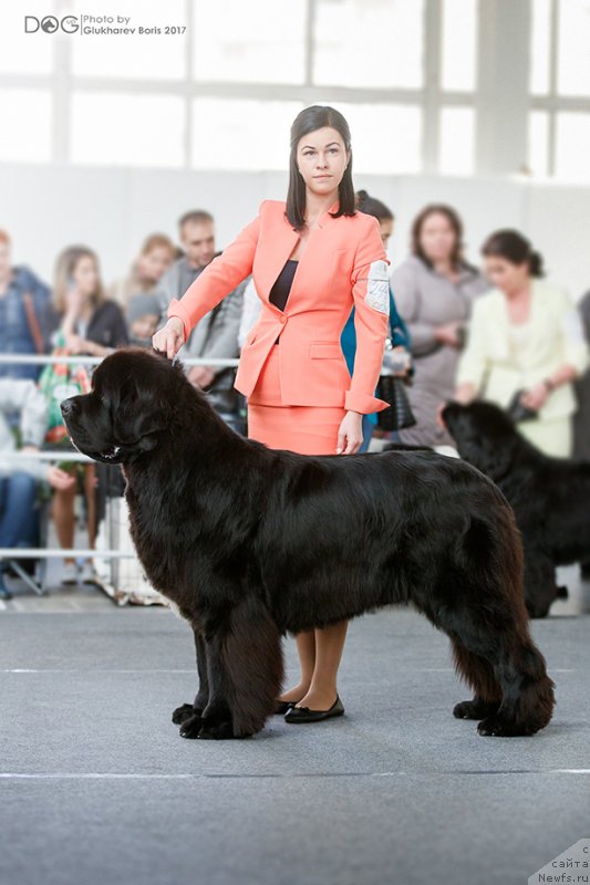 Фото: ньюфаундленд Corporevaill Dom Perignon