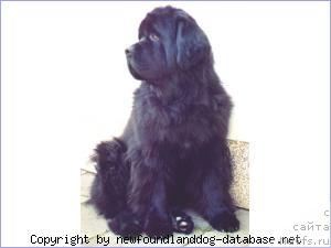 Фото: ньюфаундленд Fairweathers At Fading Lights