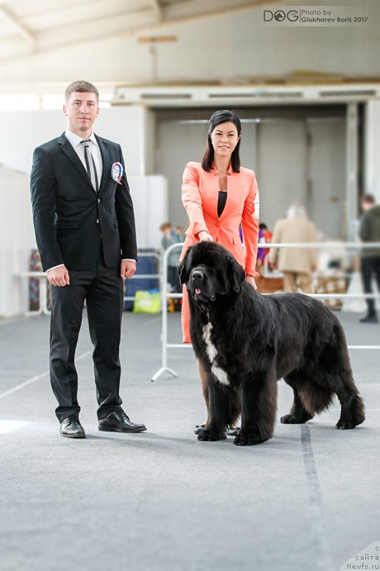 Фото: ньюфаундленд Corporevaill Dom Perignon