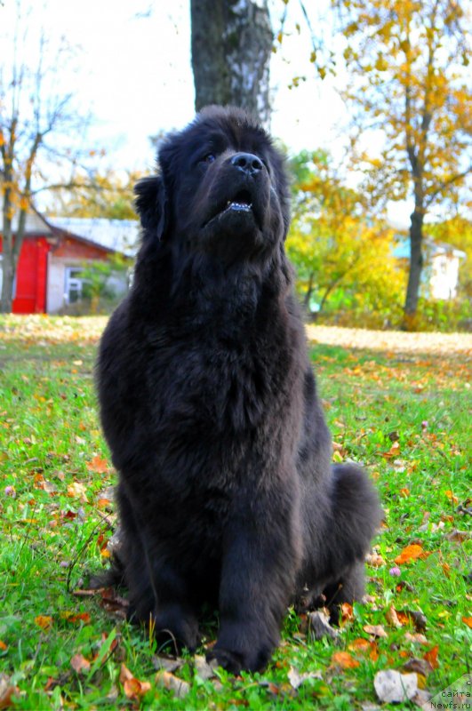 Фото: ньюфаундленд Корпоревайль Бейлиз (Corporevaill Beiliz)