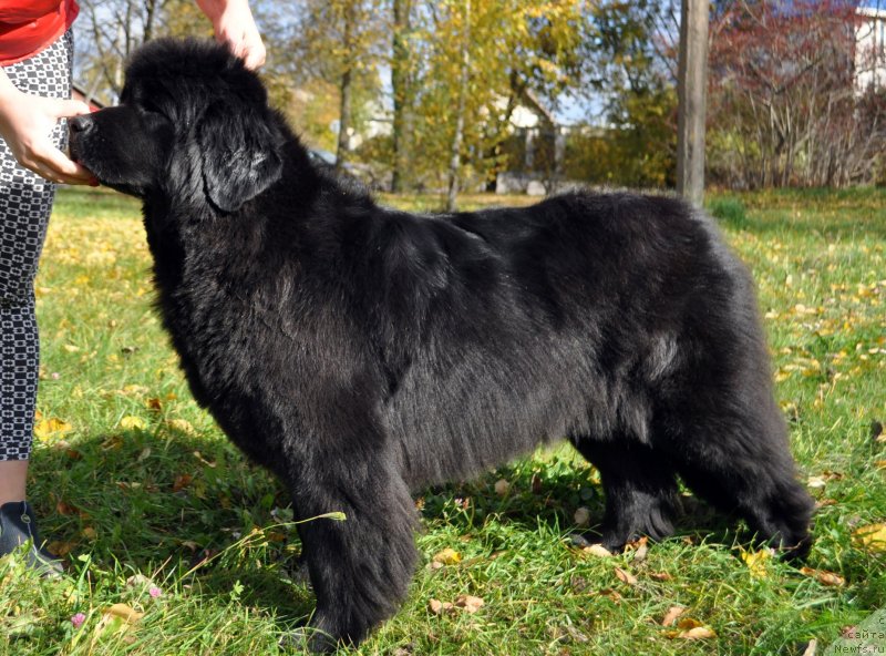 Фото: ньюфаундленд Корпоревайль Бейлиз (Corporevaill Beiliz)