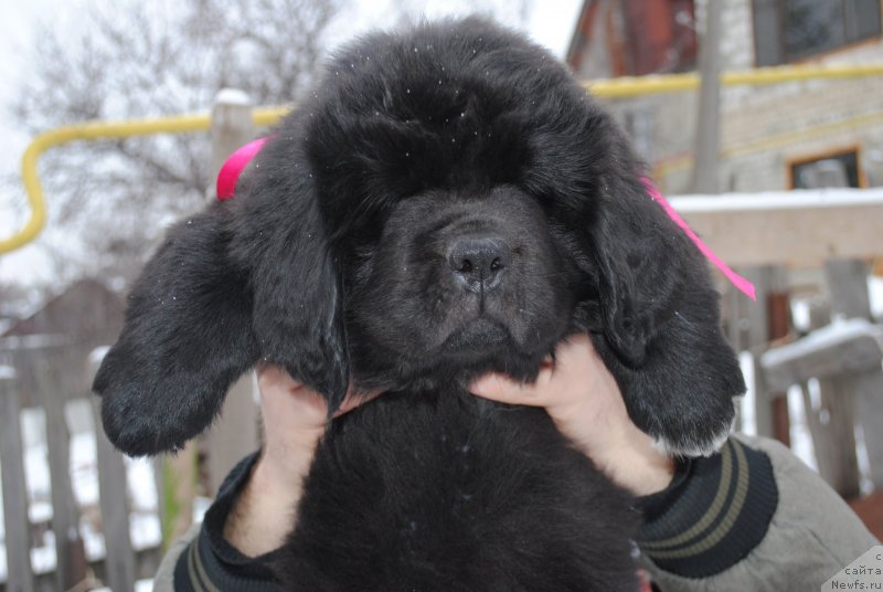 Фото: ньюфаундленд Черный Балу Мирослава (Cherniy Balu Miroslava)