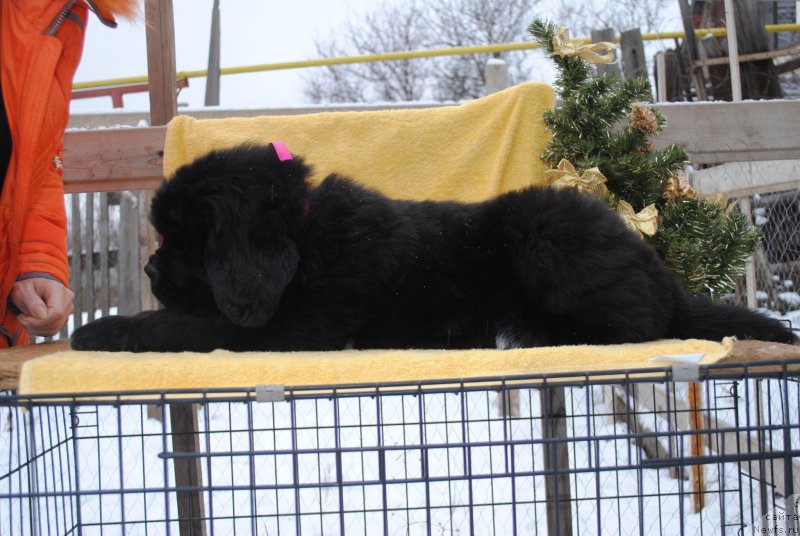 Фото: ньюфаундленд Черный Балу Мирослава (Cherniy Balu Miroslava)