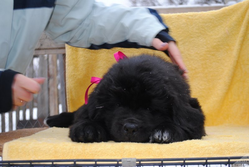 Фото: ньюфаундленд Черный Балу Мирослава (Cherniy Balu Miroslava)