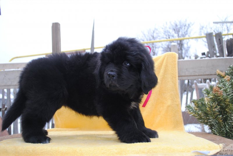 Фото: ньюфаундленд Черный Балу Мирослава (Cherniy Balu Miroslava)