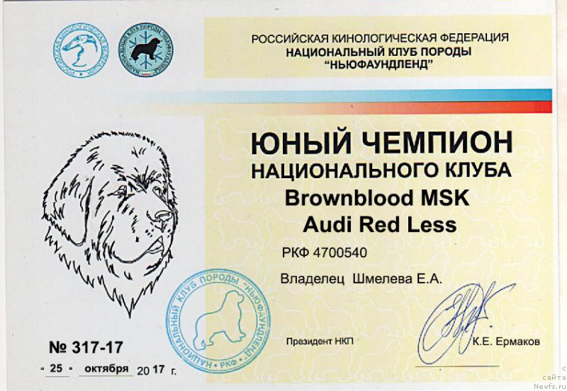 Фото: ньюфаундленд Браунблад МСК Ауди Рэд Лэсс (Brownblood MSK Audi Red Less)